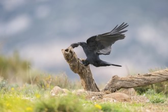 Common raven (Corvus corax) in flight, Pyrenees, Catalonia, Spain, Europe