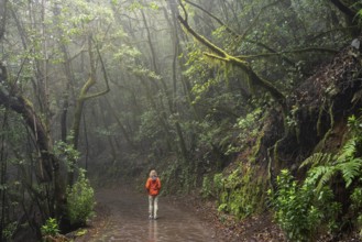 A hiker on a hiking trail in the cloud forest. Trees with moss. Foggy weather. Garajonay National