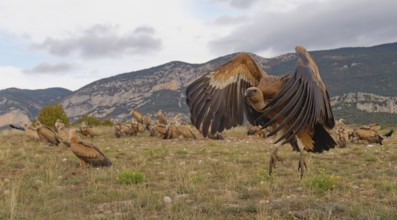 Griffon vulture (Gyps fulvus) on take-off, Pyrenees, Catalonia, Spain, Europe