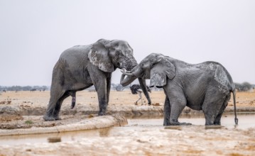 African elephant (Loxodonta africana), adult male, two elephants fighting with their trunks, one