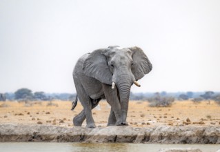 African elephant (Loxodonta africana), adult male, at the waterhole, Nxai Pan National Park,