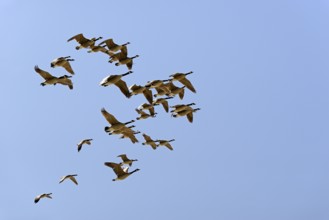 Wild geese in flight, Canada goose (Branta canadensis), blue sky, North Sea, Norddeich, Lower