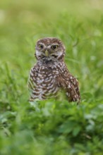 Burrowing Owl (Speotyto cunicularia), sitting in a meadow stretching, Pembroke Pines, Florida, USA,