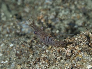 Shrimp with long antennae, saw shrimp, large rock shrimp (Palaemon serratus) on sandy bottom, dive