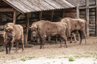 European bison or wisent (Bison bonasus) in the bison park in Miedzyzdroje, Western Pomerania,