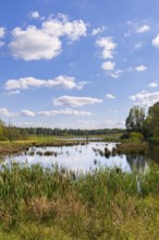 A marshland with reeds and trees under a blue sky with clouds, Schwenninger moss,