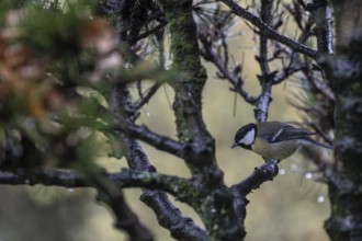 Great Tit (Parus major), Emsland, Lower Saxony, Germany, Europe