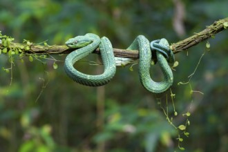 Bothriechis lateralis (Bothriechis lateralis), sitting on a branch, Heredia province, Costa Rica,