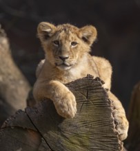 Asiatic Lion (Panthera leo persica), young lying on a tree trunk and looking attentively, occurring