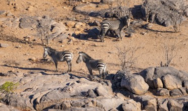 Three hartmann's mountain zebras (Equus zebra hartmannae) between rocks, from above, Hobatere