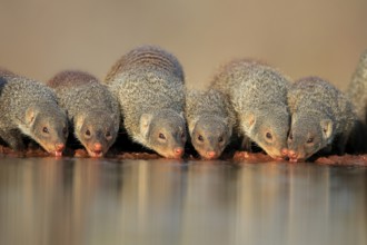 Zebra mongoose (Mungos mungo), adult, group, at the water, drinking, Kruger National Park, Kruger