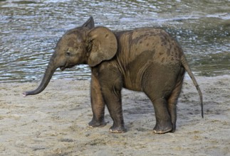 Young african forest elephant (Loxodonta cyclotis) in the Dzanga Bai forest clearing, Dzanga-Ndoki