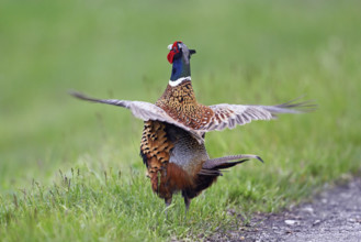 Pheasant or hunting pheasant (Phasianus colchicus), male flapping his wings, Lake Neusiedl National