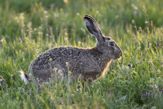 European hare (Lepus europaeus), sitting in meadow, Lake Neusiedl National Park, Seewinkel,