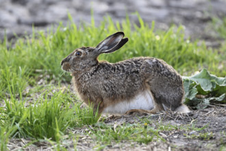 European hare (Lepus europaeus), Lake Neusiedl National Park, Seewinkel, Burgenland, Austria,