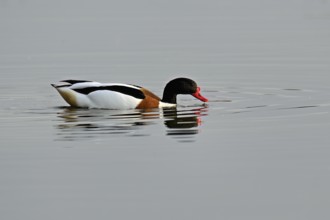 Shelduck (Tadorna tadorna), male swimming, Texel, West Frisian Island, province of North Holland,