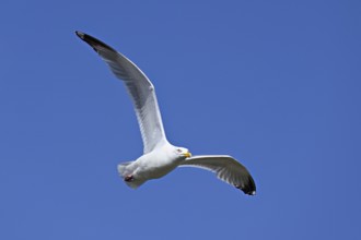 Herring Gull (Larus argentatus), in flight, Texel, West Frisian Islands, province of North Holland,