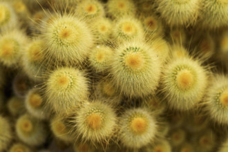 Cactaceae (Parodia leninghausii), genus Parodia, occurrence Brazil