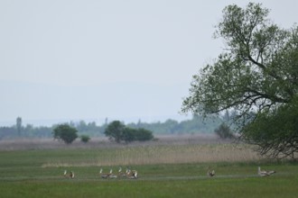 A group of Great Bustards (Otis tarda), male, Lake Neusiedl National Park, Burgenland, Austria,