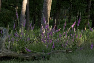 Common foxglove (Digitalis purpurea) with dead tree trunk, Lower Rhine, North Rhine-Westphalia,