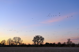 White-fronted goose (Anser albifrons), a flock of wild geese flies at dawn, Lower Rhine, North