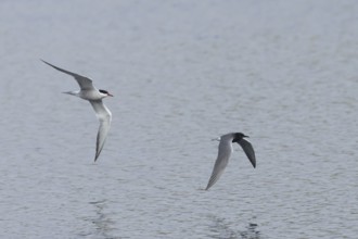 Black tern (Chlidonias niger) adult bird being chased by a Common tern (Sterna hirundo) over a