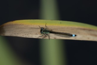 Blue tailed damselfly (Ischnura elegans) adult female insect resting on reed plant leaf in the