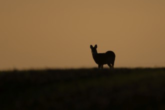 Chinese water deer (Hydropotes inermis) adult animal silhouette standing on a hillside at sunset,