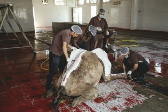 Cutting up a slaughtered dromedary (camelus dromedarius), camel slaughter, Salalah slaughterhouse,