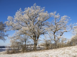 Oak Trees (Quercus robur), covered in hoar frost, set against a blue sky in winter, North Hesse,