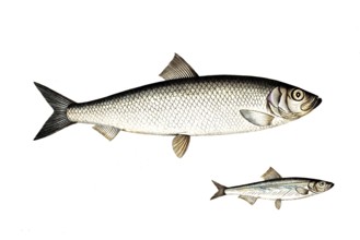 Fish, fish, top: Genus of fish, true herrings, Clupea Sprattus, the Spratz. bottom: Fish genus