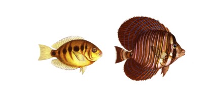 Fish, fishes, left: Genus butterflyfish, Chaetodon maculatus, the spotted clownfish. right: