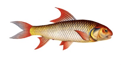 Fish, Fish, Cypranus falcatus, Sickle carp, Historical, digitally restored reproduction from a 19th