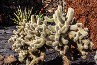 2016, Guatiza, Lanzarote, Jardin de Cactus by Cesar Manrique, ESP, Spain, Canary Islands, Canary