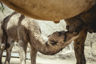 Camel calf (camelus dromedarius) suckling on its mother's udder, Sarfeit, Dhofar, Oman, Asia