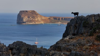 A goat stands on a cliff overlooking the turquoise sea and boats in front of an island, sheep (e)