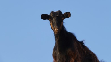 A close-up of a goat against a clear blue sky with an attentive gaze, sheep (e) or goat (n), ovis,