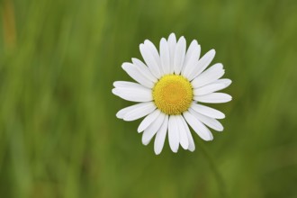 Daisy (Leucanthemum vulgare), flower in a meadow, close-up, macro, Wilnsdorf, North Rhine.