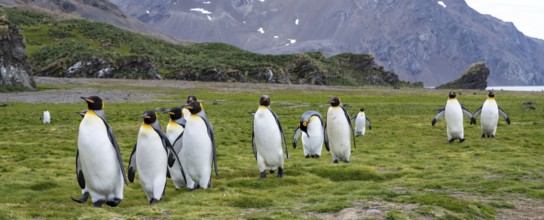 King Penguins Panorama South Georgia Antarctica