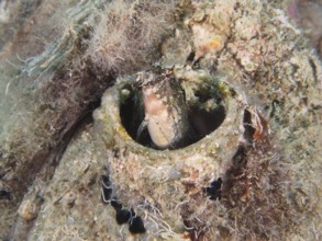 A sabre-toothed blenny (Petroscirtes mitratus) hiding in a plastic canister, marine pollution,