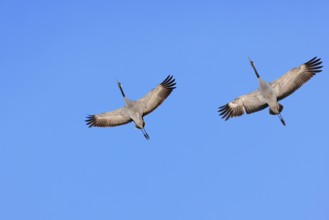 Flying Cranes (grus grus) with spread wings on a blue sky