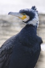 Cormorant (Phalacrocorax carbo), Emsland, Lower Saxony, Germany, Europe