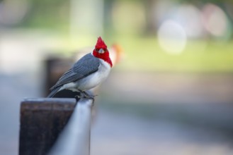 Red-crested Tanager (Paroaria coronata) or grey cardinal in a park in Buenos Aires, Argentina,