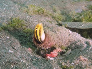 A yellow fish, striped mimicry blenny (Petroscirtes breviceps), shows itself from its hiding place