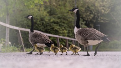 Canada goose chicks (Branta canadensis) four with their parents crossing a gravel path, goose