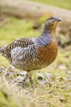 Western capercaillie (Tetrao urogallus) female (hen) standing on the ground at the edge of a foest,