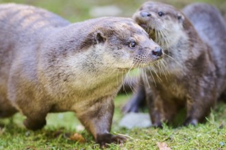 Eurasian otters (Lutra lutra) playing on a meadow in the bavarian forest, Bavaria, Germany, Europe
