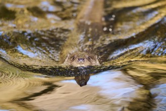 Eurasian otter (Lutra lutra) swimming in a lake in the bavarian forest, Bavaria, Germany, Europe