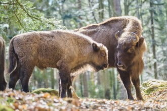 European bison (Bison bonasus) mother with her youngster in a forest in spring, Bavarian Forest,