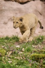 Asiatic lion (Panthera leo persica) cub walking on the ground, captive